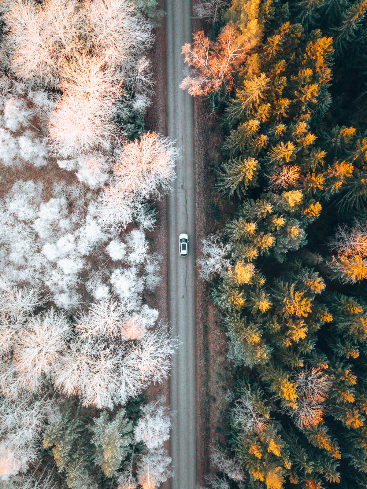 Mixed Seasons | Edition of 29 | Gysinge, Sweden