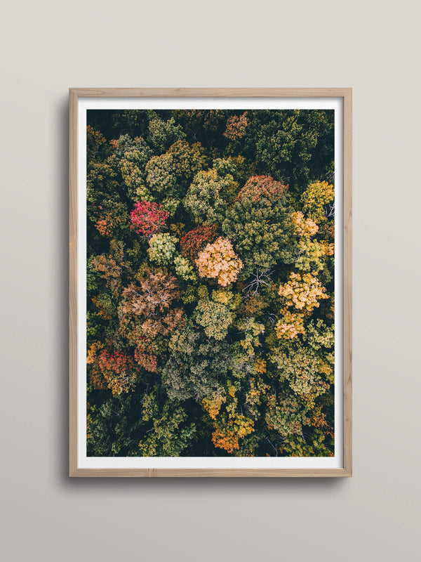 Tones of Autumn | Småland, Sweden
