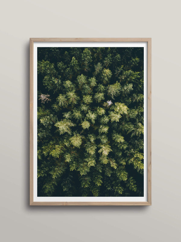 In the Forest | Gysinge, Sweden